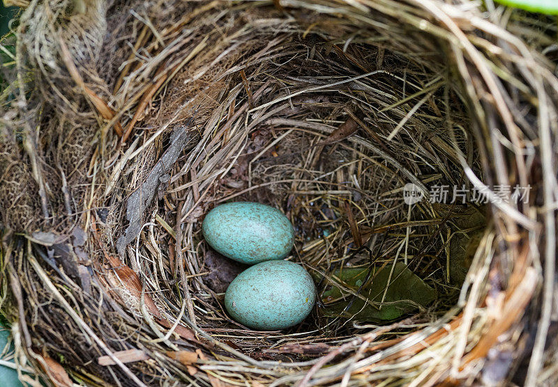 画眉鸟(Turdus philomelos)用蛋筑巢